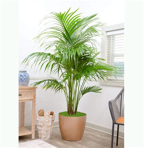 Kentia Palm | Kentia Palm for Sale | Plantz | Kentia palm, House plants for sale, Plants