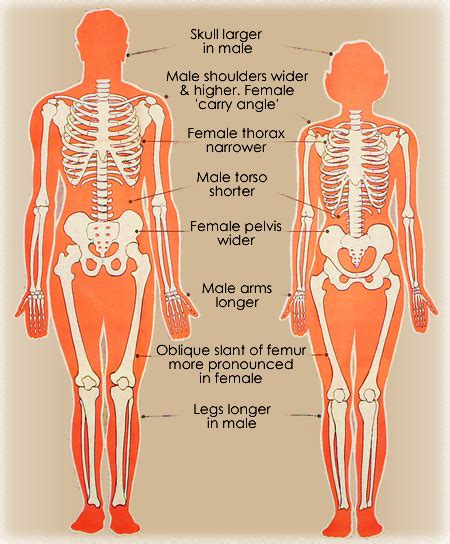 Female Human Skeleton Diagram