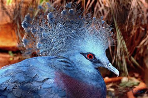 Victoria Crowned Pigeon - Honolulu Zoo Society