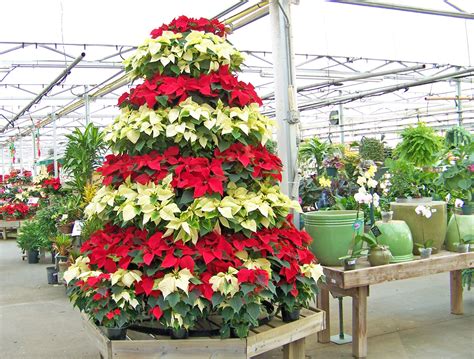 Poinsettia Christmas Tree Free Stock Photo - Public Domain Pictures