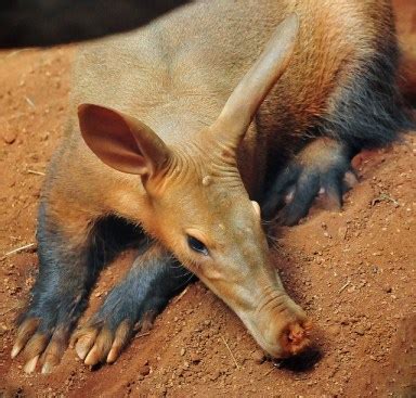 Difference Between Aardvarks and Anteaters | Compare the Difference ...