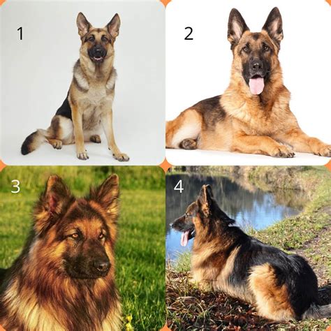 German Shepherd Double Coat vs. Single Coat: 7 Strong Essential Disparities