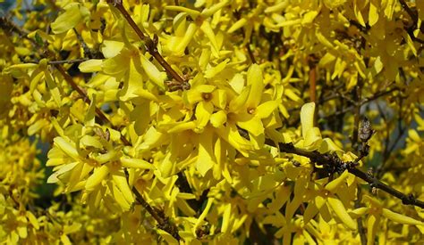 Flowers Forsythia Spring - Free photo on Pixabay - Pixabay