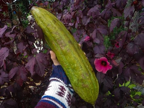 How To Harvest a Luffa Gourd - UF/IFAS Extension Polk County