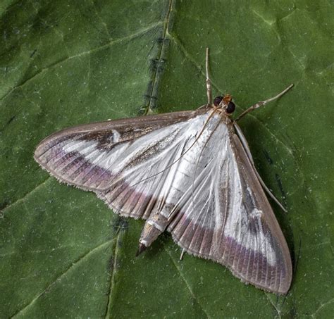 Homeowners to track invasive moths threatening widespread shrub