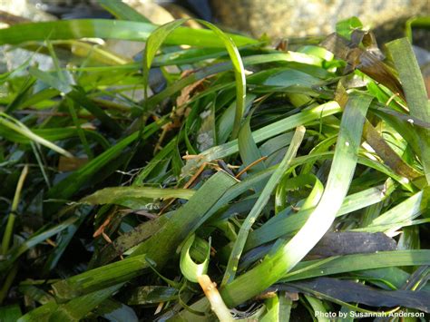 The Eelgrass is Greener: A Powerhouse of an Aquatic Plant - FISHBIO ...