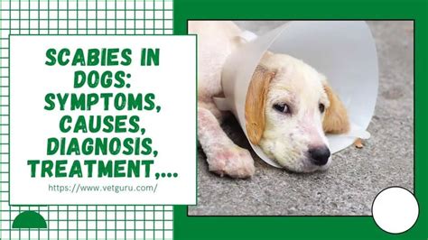 Scabies in Dogs: [A-Z] Symptoms, Causes, Diagnosis, Treatment,...