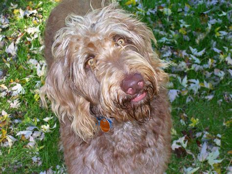 Weimardoodle Dog Breed » Information, Pictures, & More