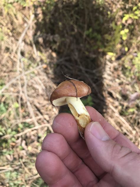 SE Michigan mushroom ID help : r/mycology