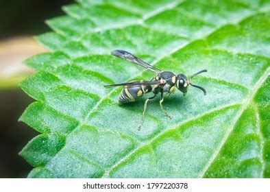 Close Shot Yellow Jacket Stinger Stock Photo (Edit Now) 1797220378