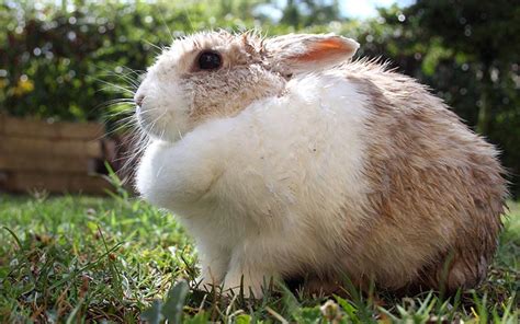 Can Rabbits Swim - Do They Enjoy Swimming And Is It Safe?