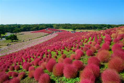 Autumn in Hitachi Seaside Park Stock Image - Image of foliage, asia ...