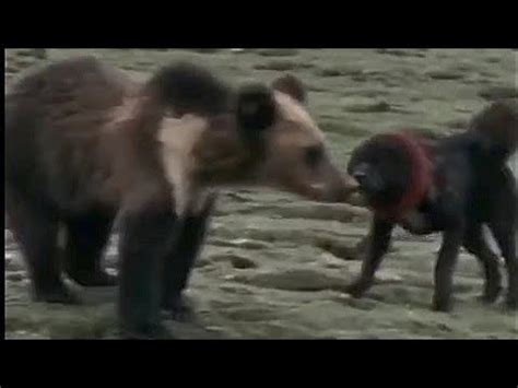 Tibetan Mastiff fend off Bear | HB Kennel - YouTube