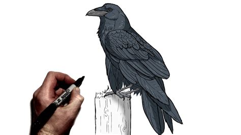 How To Draw A Raven | Step By Step - YouTube