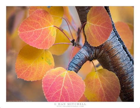 Aspen Leaves and Branches | G Dan Mitchell Photography