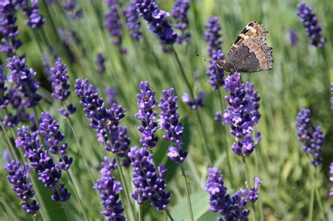 Butterfly On Lavender Free Stock Photo - Public Domain Pictures