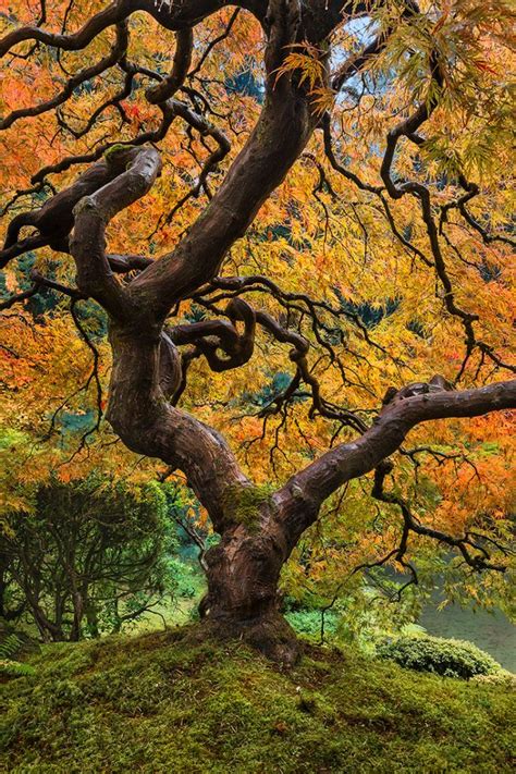 Peter Lik Tree - Tree of Life - Fine Art Photography Prints For Sale | Bryce Mironuck Nature ...