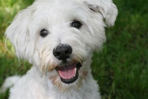 Westie Poodle Mix (Westiepoo): 3 Pros & 3 Cons