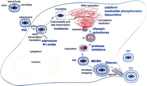 Inhibitors of the orthopoxvirus replication cycle. Virions enter the... | Download Scientific ...