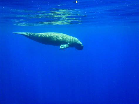 Dugong-06 - Dugong Dive Center