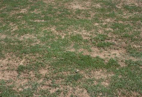 Turf: Brown Patch, Yellow Patch, and other Rhizoctonia Leaf and Sheath ...