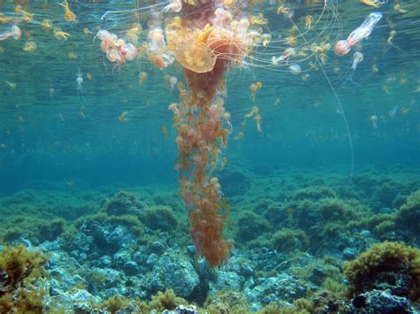 Beachgoers In Spain Face Invasion Of Jellyfish | NCPR News