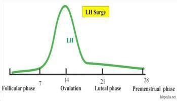 Luteinizing Hormone : Definisi & Fisiologi