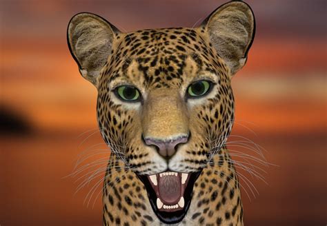 Fotos gratis : animal, pelaje, leopardo, Gato grande, manchado, vertebrado, alfombra, jaguar ...