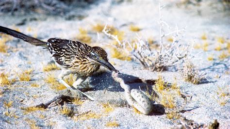 California desert roadrunners disappear each winter, here's why