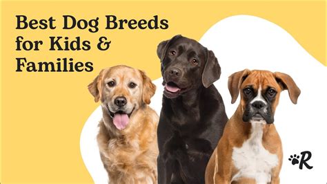 Best Dog Breeds for Kids and Families - YouTube