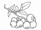 fruits blueberry coloring Pages  Natural Coloringpages sketch template