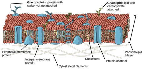 Cell membrane - Definition and Examples - Biology Online Dictionary