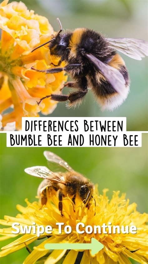 Differences Between Bumble Bee and Honey Bee | Bumble bee, Bee, Backyard bee