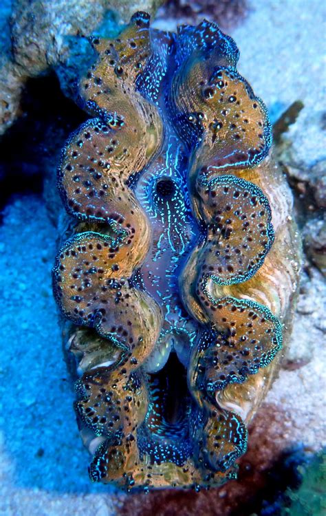 Howard`s Reef: Nye Muslinger (Tridacna maxima)