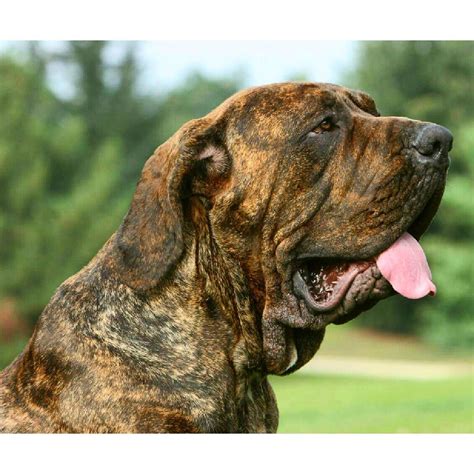 Your Quick Guide to Different Mastiff Breeds Mastiff Breeds, Quick Guide, Pitbulls, Dogs ...