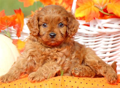 11 pros and 11 cons of Cavapoo Puppies Breed – Style Magzine