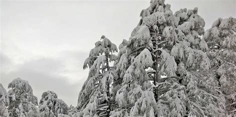 Himachal Gets Another Spell of Snow/Rain, Several Roads Including NH-5 Blocked | Himachal Watcher