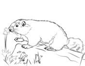 Hoary Marmot Coloring page