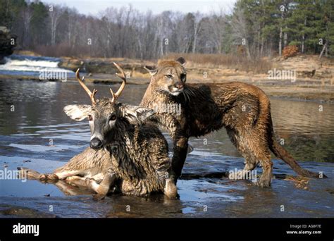 Mountain Lion Puma Cougar Felis concolor Minnesota on deer kill prey ...