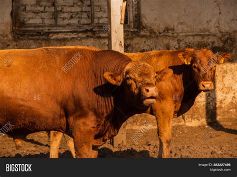 Limousine Bulls On Image & Photo (Free Trial) | Bigstock