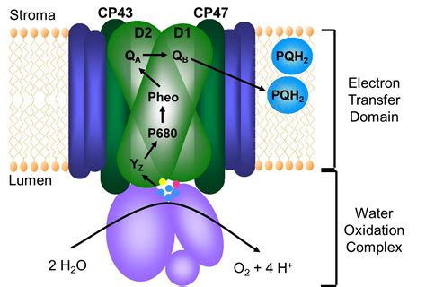 Photosystem I and II