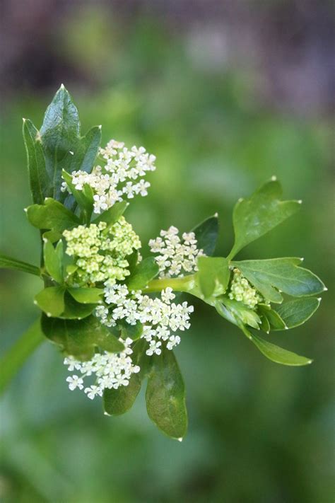 Flowers On Green Celery Plant Free Stock Photo - Public Domain Pictures