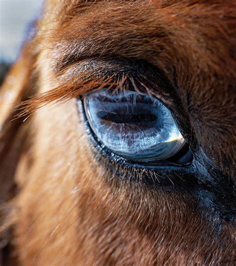 Horse's Blue Eye Photograph by Karen Rispin - Fine Art America