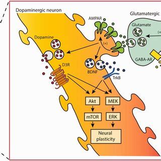 Cartoon representing the putative mechanism of action of ketamine and... | Download Scientific ...