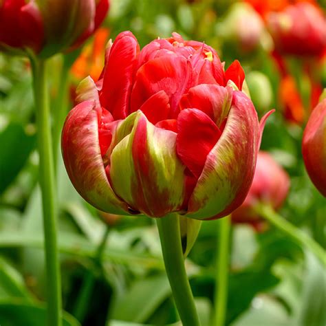 Get Tulip Bombastic Red Spring-flowering Bulbs in MI at English Gardens ...