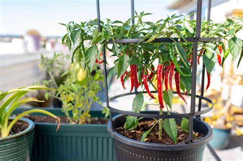 Choosing and Growing Hot Chili Peppers