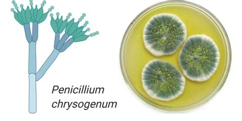 Manfaat Jamur Penicillium bagi Kehidupan