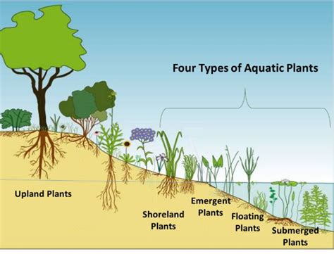 Pond plants are a vital part of a balanced aquatic ecosystem - MSU ...