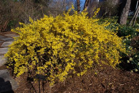 The Forsythia Revolution | What Grows There :: Hugh Conlon ...