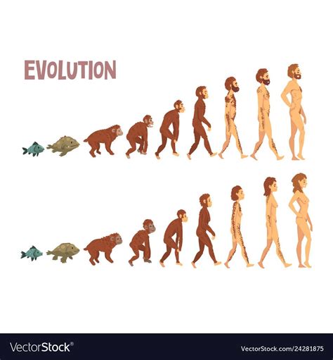 Biology Human Evolution Stages, Evolutionary Process of Man and Woman Vector Illustration on ...